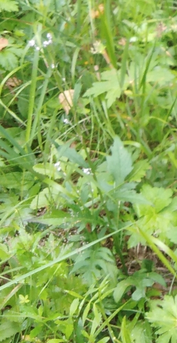 Saussurea maximowiczii, photograph 3