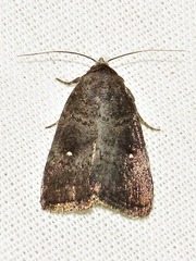 Athetis nephrosticta