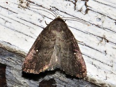 Athetis nephrosticta