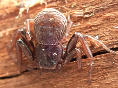 Coriarachne depressa