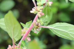 Hyalochilus ovatulus