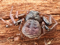 Coriarachne depressa
