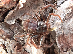 Coriarachne depressa