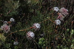 Serruria pedunculata