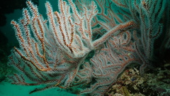 Subergorgia suberosa