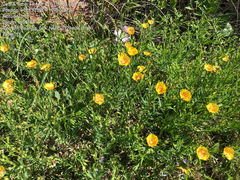 Linum alatum