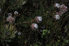 Serruria pedunculata