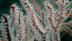 Subergorgia suberosa