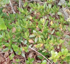Rhododendron sichotense