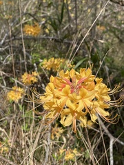 Rhododendron austrinum
