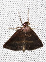 Dichromia semlikiensis