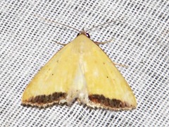 Phytometra subflavalis