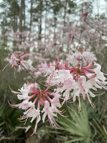 Rhododendron canescens image