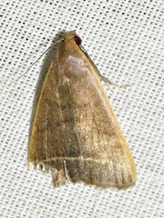 Simplicia extinctalis