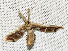 Leucinodes laisalis