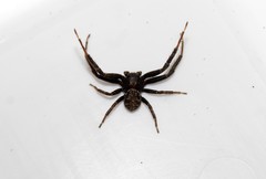 Xysticus thessalicoides