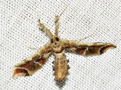 Leucinodes laisalis
