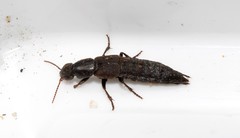 Ocypus sericeicollis