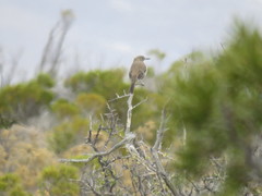 Pseudoseisura gutturalis