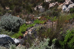 Carpobrotus edulis parviflorus