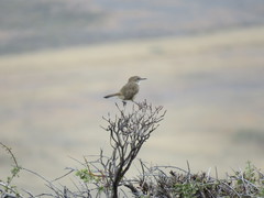 Ochetorhynchus phoenicurus
