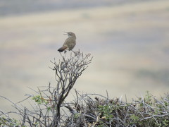 Ochetorhynchus phoenicurus