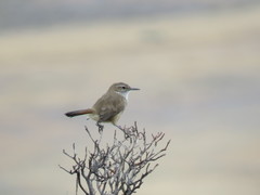 Ochetorhynchus phoenicurus