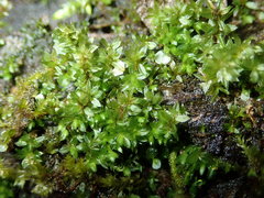 Ptychostomum moravicum