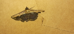 Selenisa sueroides