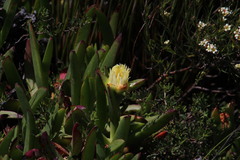 Carpobrotus edulis parviflorus