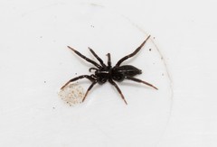 Drassyllus praeficus