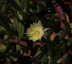Carpobrotus edulis parviflorus