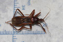 Eidmannia guyanensis