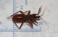 Eidmannia guyanensis
