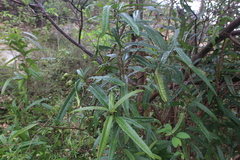 Cordia fitchii