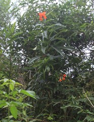 Cordia fitchii