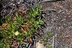 Carpobrotus edulis parviflorus