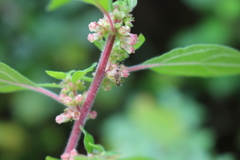 Hyalochilus ovatulus