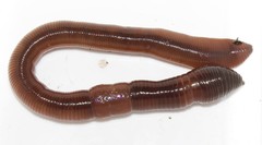 Octodrilus complanatus