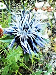 Carthamus caeruleus