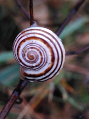 Pseudotachea splendida