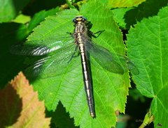 Arigomphus cornutus
