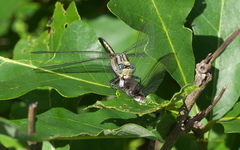 Arigomphus cornutus