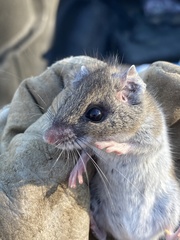 Peromyscus gossypinus