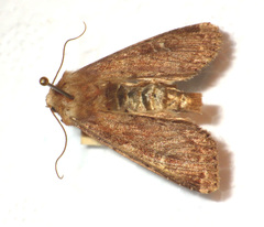 Apamea lateritia