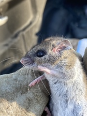 Peromyscus gossypinus