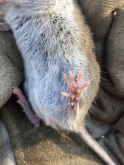 Peromyscus gossypinus