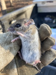Peromyscus gossypinus