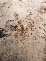 Crematogaster sordidula