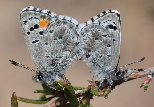 Sonoran Blue